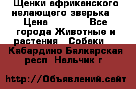 Щенки африканского нелающего зверька  › Цена ­ 35 000 - Все города Животные и растения » Собаки   . Кабардино-Балкарская респ.,Нальчик г.